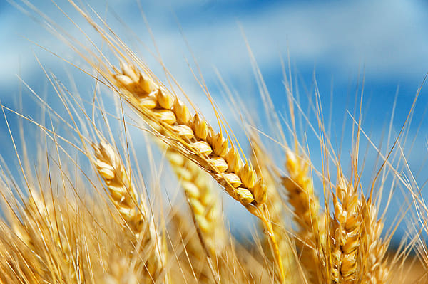 Barley by Gianluca Cenacchi