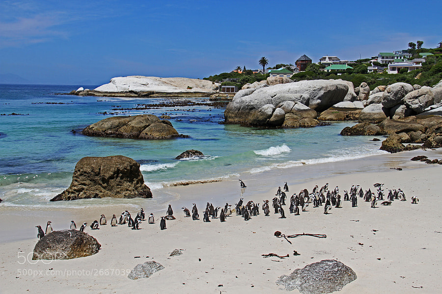 Photograph The penguin society by Hakki Arican on 500px