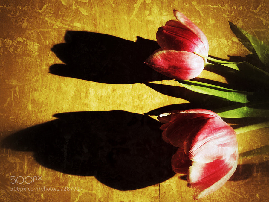 Photograph shadows of tulips by Borni Merisoniom on 500px