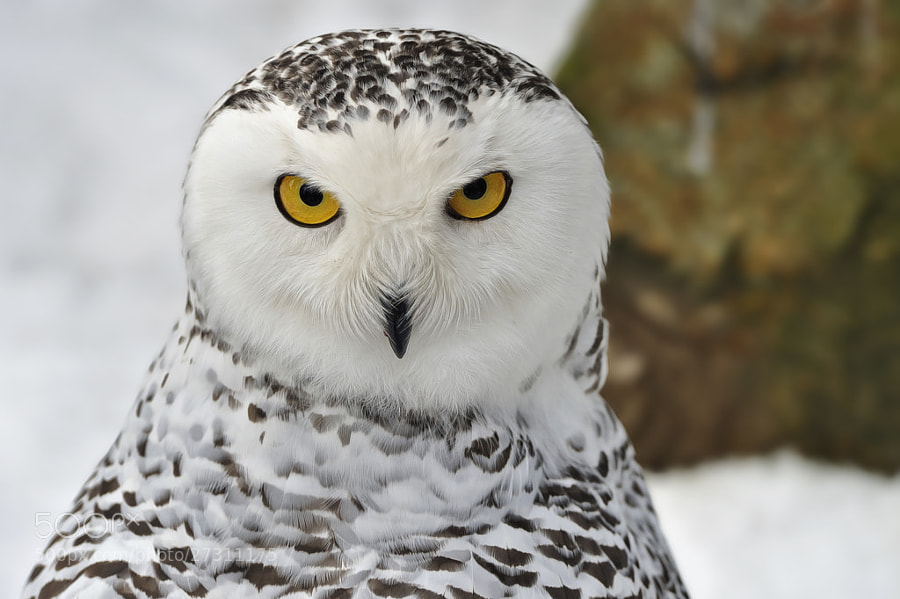 Photograph Grumpy Snowy Owl by Josef Gelernter on 500px