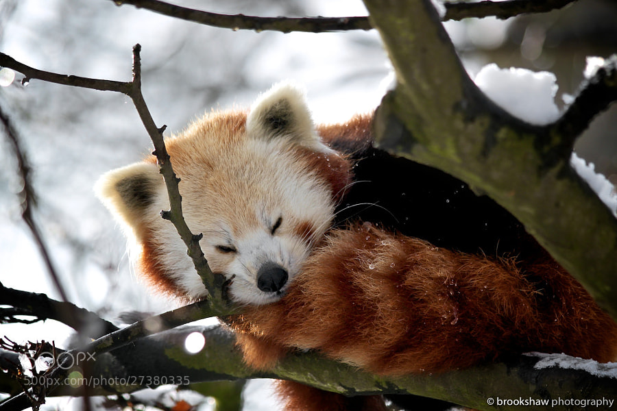 Photograph Winter Red Panda by Gary Brookshaw on 500px