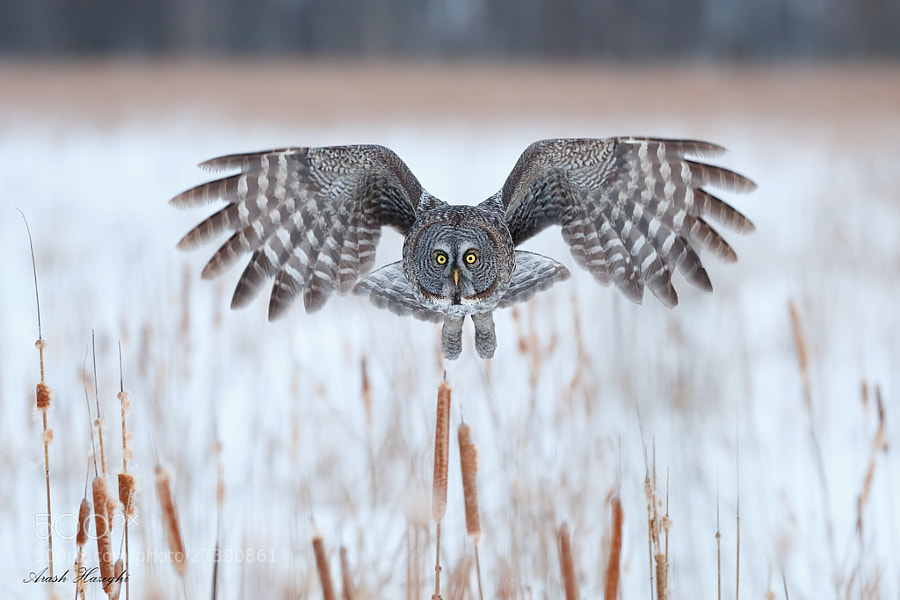 Photograph Great grey in habitat by Ari Hazeghi on 500px