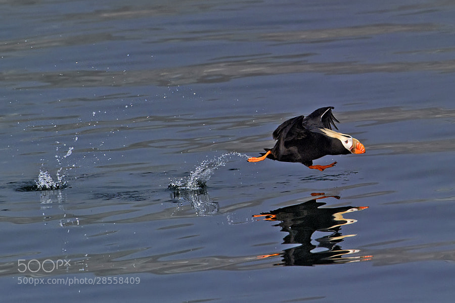 Photograph A huffin' and a puffin. by Marc MOL on 500px