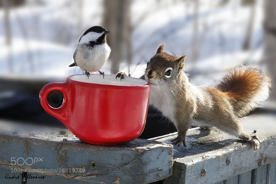 Photograph Now, that is the spring ! by Andre Villeneuve on 500px