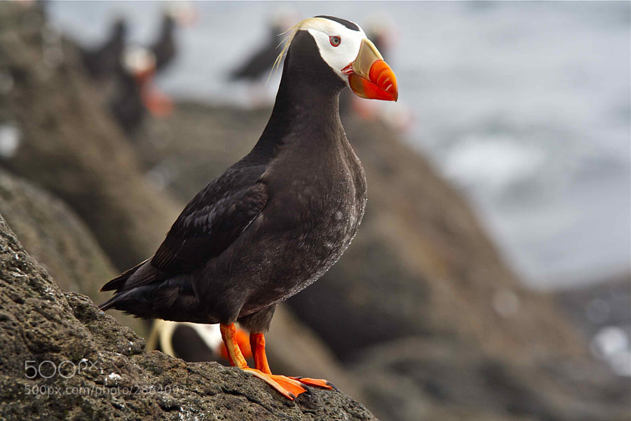 Photograph Tufted puffin by Dmitry Shpilenok on 500px