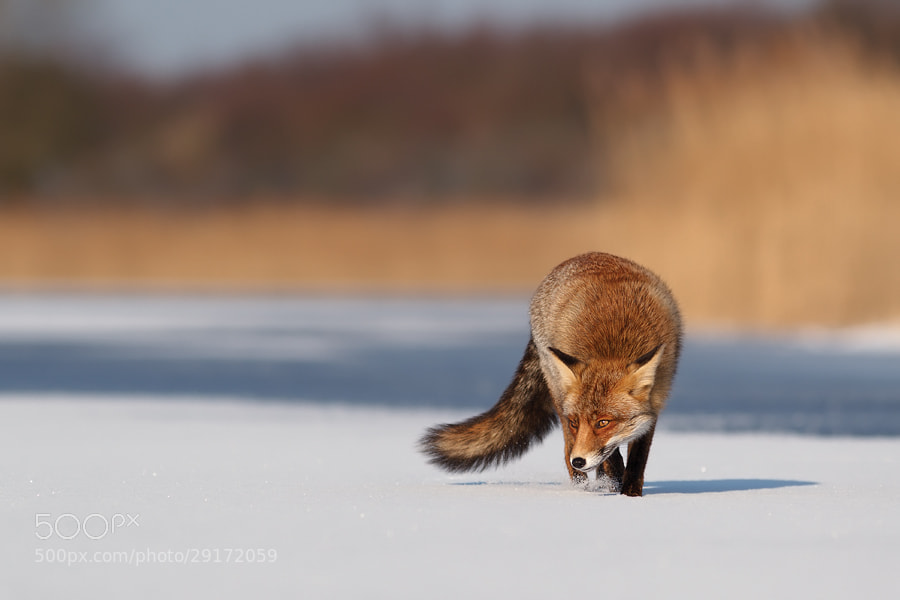 Photograph Ice Fox by Roeselien Raimond on 500px