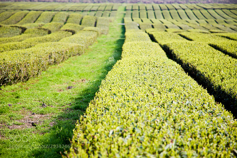 Photograph green tea by kwon young yong on 500px
