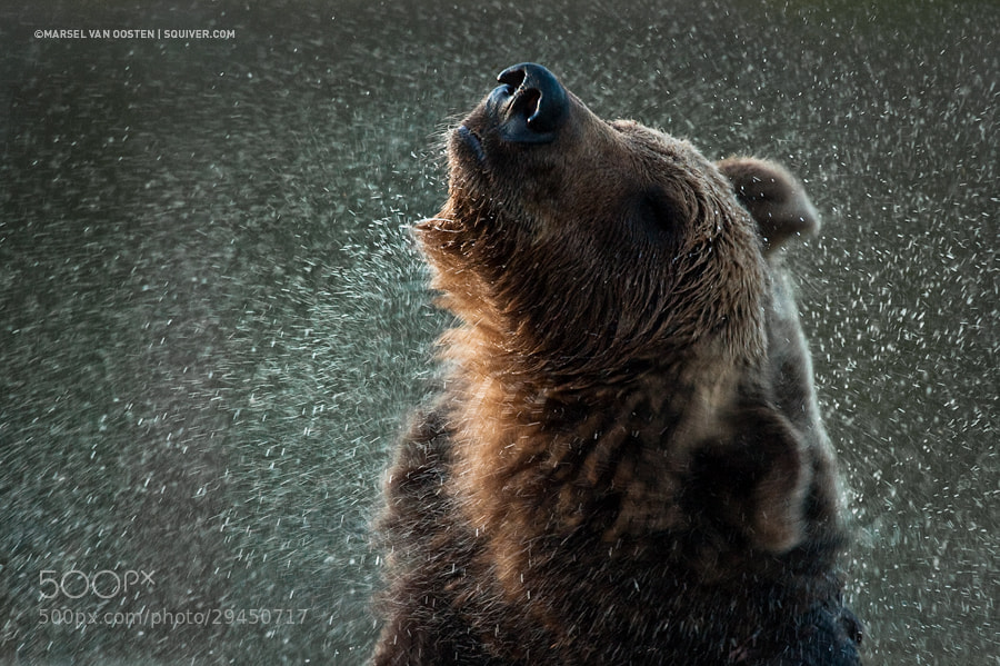 Photograph Midnight Shake by Marsel van Oosten on 500px