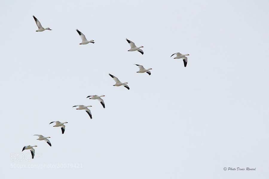 Photograph Snow geese in formation. by Denis Rivard on 500px