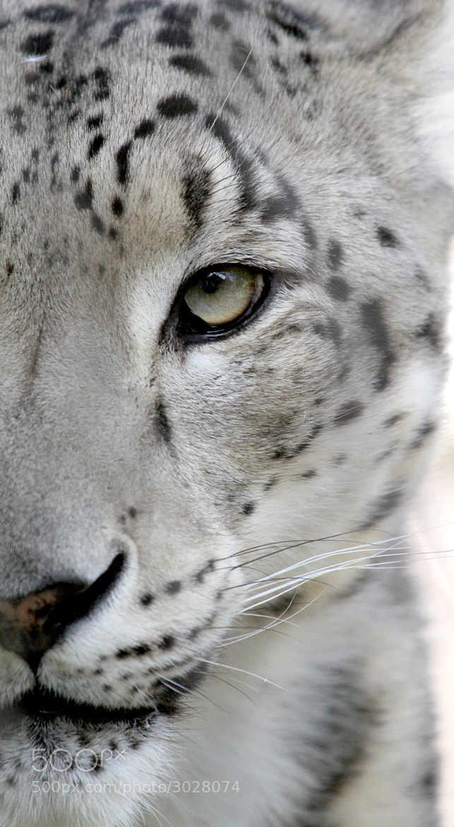 Photograph Snow Leopard  by Parasaran Raman on 500px