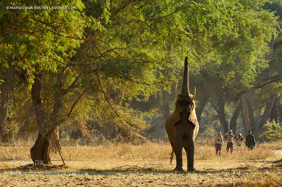Photograph Walking With Giants by Marsel van Oosten on 500px