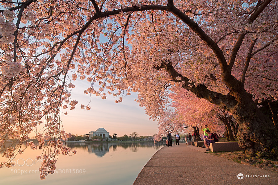 Photograph Spring Awakening by Bernard Chen on 500px