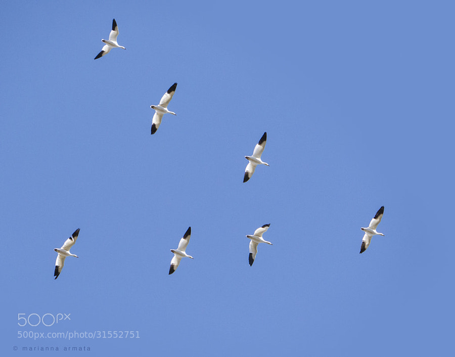 Photograph snow geese migration by Marianna Armata on 500px