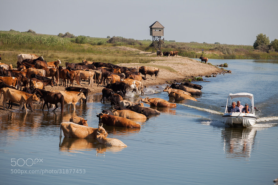 Photograph Cattle by Bohus Marian on 500px