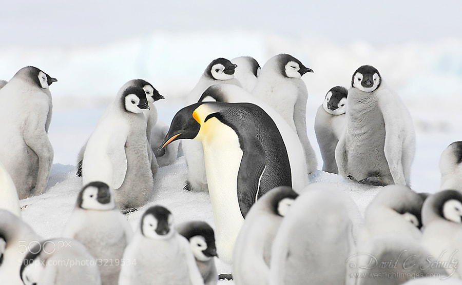Here's a link to video I shot on this trip of the Emperor penguins if you're interested. http://youtu.be/rLcpYeiQ_DQ 