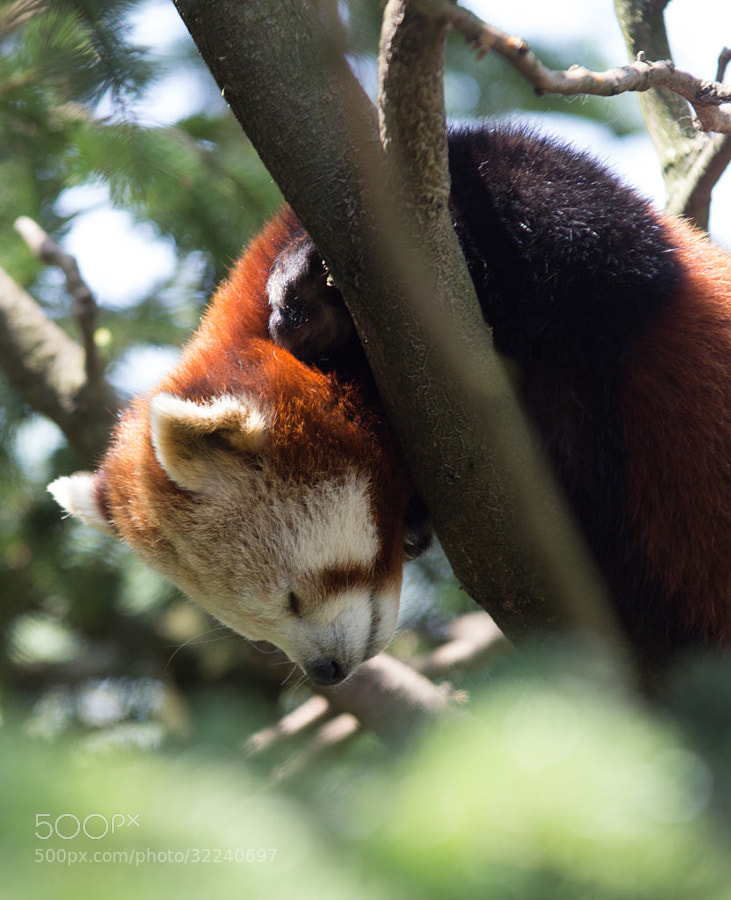 Photograph Red Panda 1 by Andrea Ripamonti on 500px