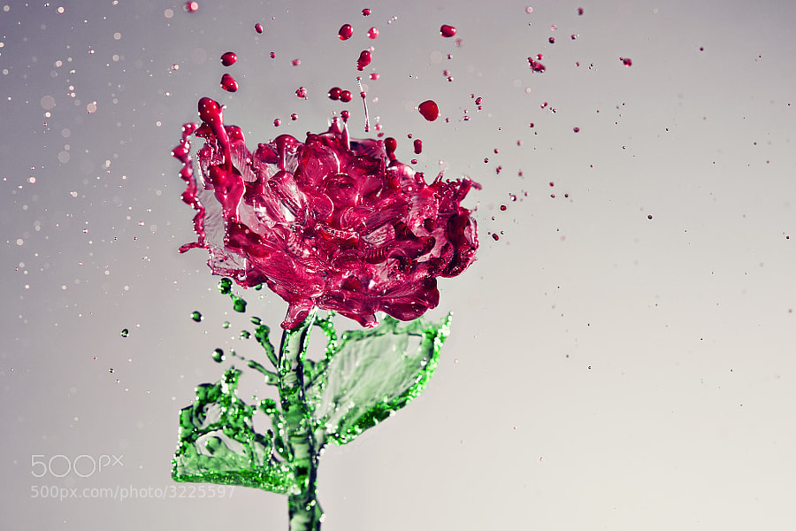 Photograph A Splash of Rose by Anthony Chang on 500px
