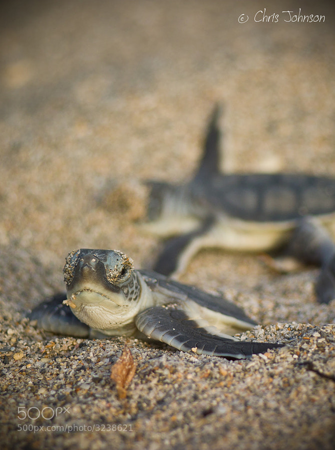 Photograph Green sea turtle hatchling by Chris Johnson on 500px