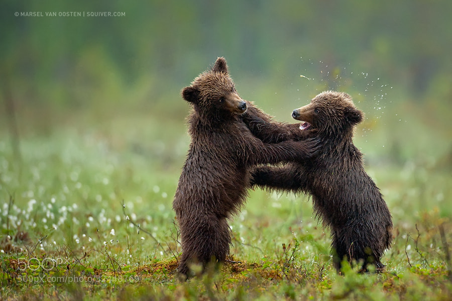 Photograph Smack! by Marsel van Oosten on 500px