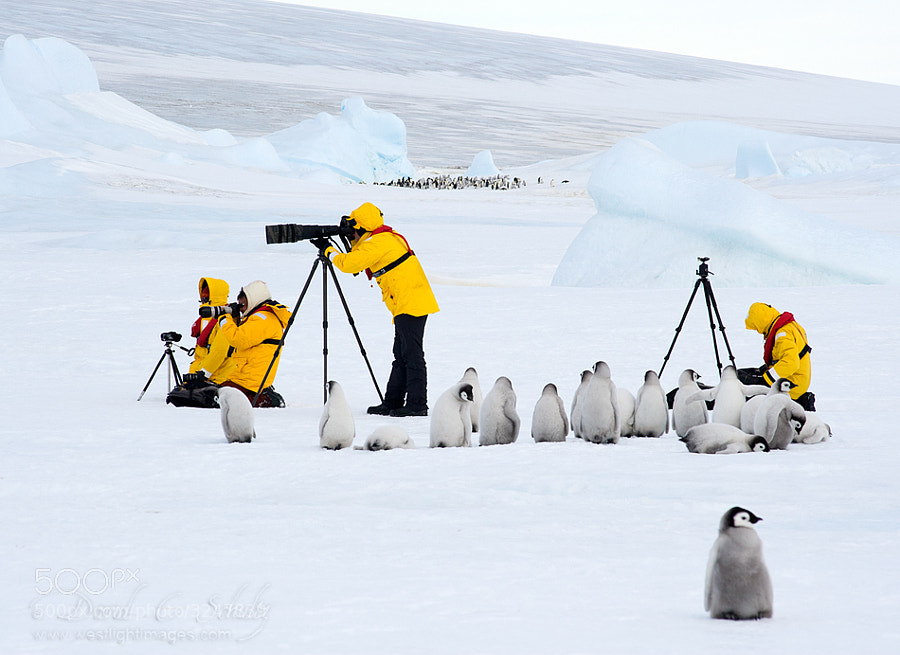 Here's a link to video I shot on this trip of the Emperor penguins if you're interested. http://youtu.be/rLcpYeiQ_DQ 