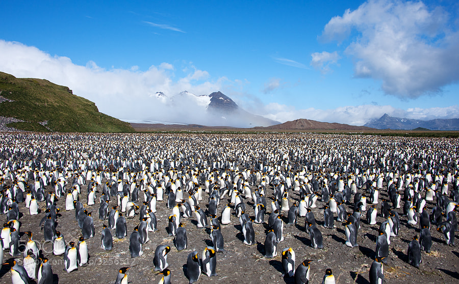 Salisbury Plain, South Georgia Island in the Southern Ocean. Home to approx. 200,000 King Penguins