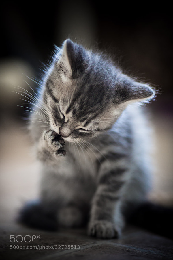Photograph New Born Kitten by Lee Ys on 500px
