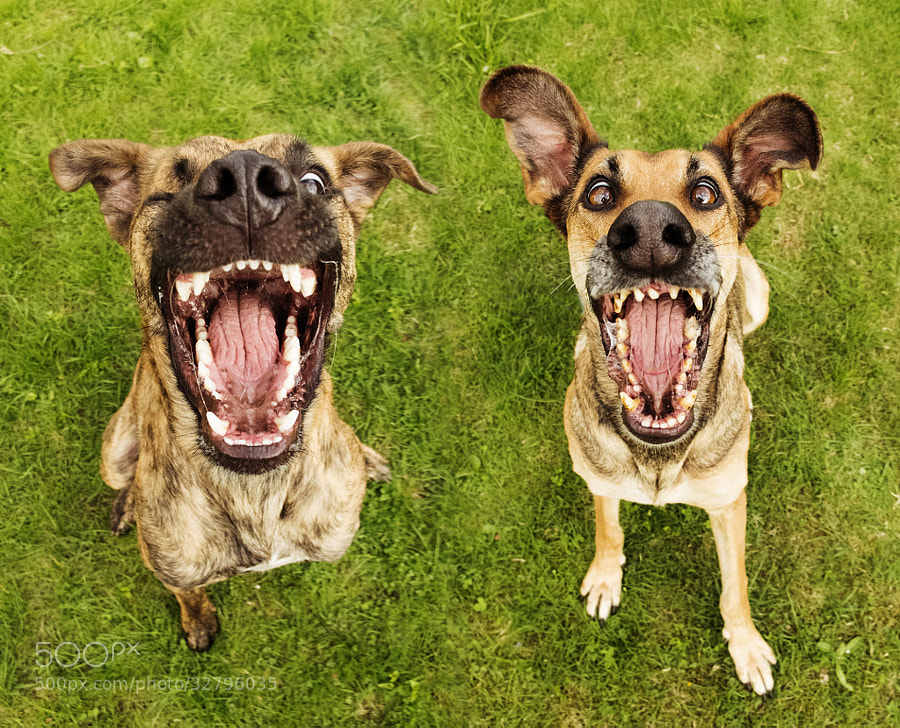 Photograph Angry birds by Elke Vogelsang on 500px