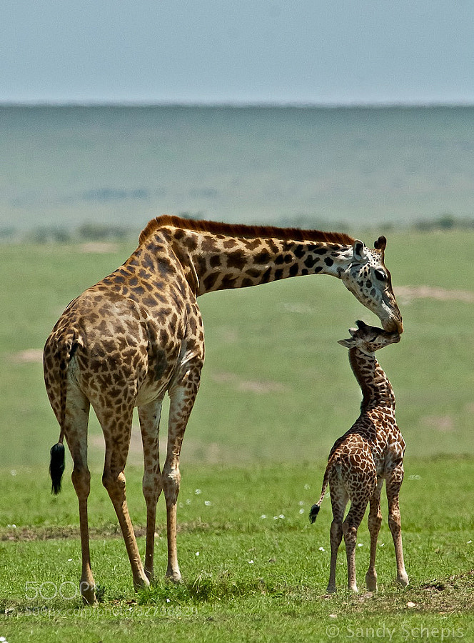 Photograph A kiss for the little one by Sandy Schepis on 500px