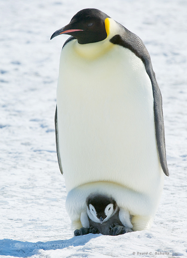 Emperor penguin chick with parent on the ice in the Weddell Sea, Antarctica