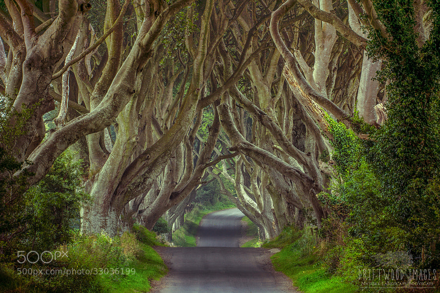 Photograph The Dark Hedges | Northern Ireland by James Pion on 500px