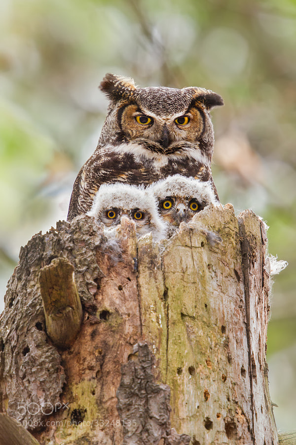 Photograph Great Horned Owl Family Portrait. by Daniel Cadieux on 500px