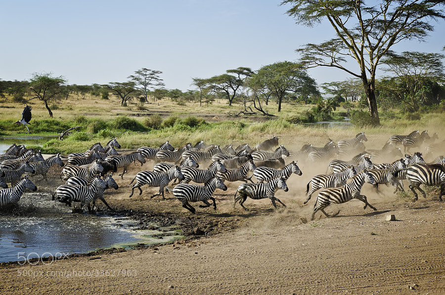 Photograph The Great Migration by Oli Evertz on 500px