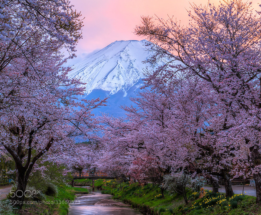 Photograph Fuji - Sakura - Sunset by Natasha Pnini on 500px