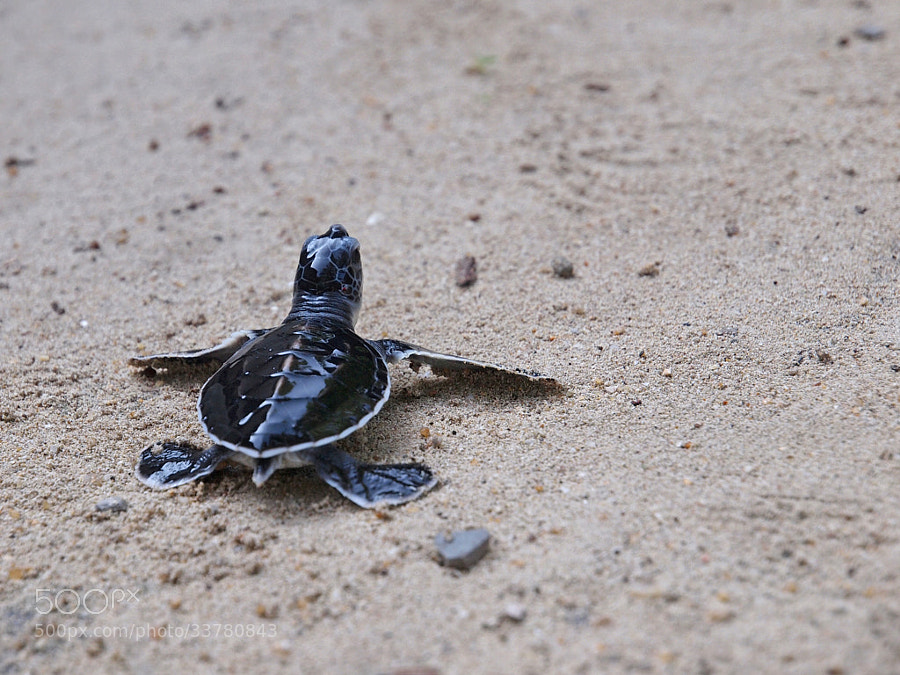 Photograph Green Turtle Hatchling by Bitty Chong on 500px