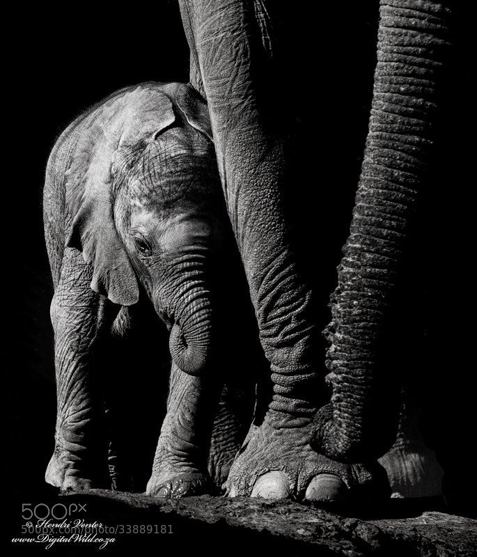 Photograph Baby Elephant by Hendri Venter on 500px