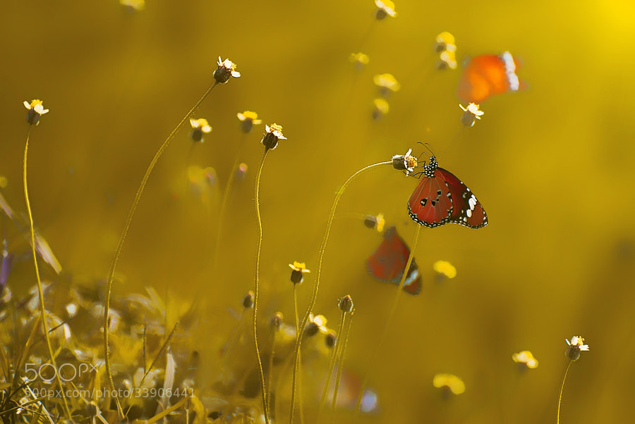 Photograph </p>
<p>Butterflies by Ravikanth Kurma on 500px