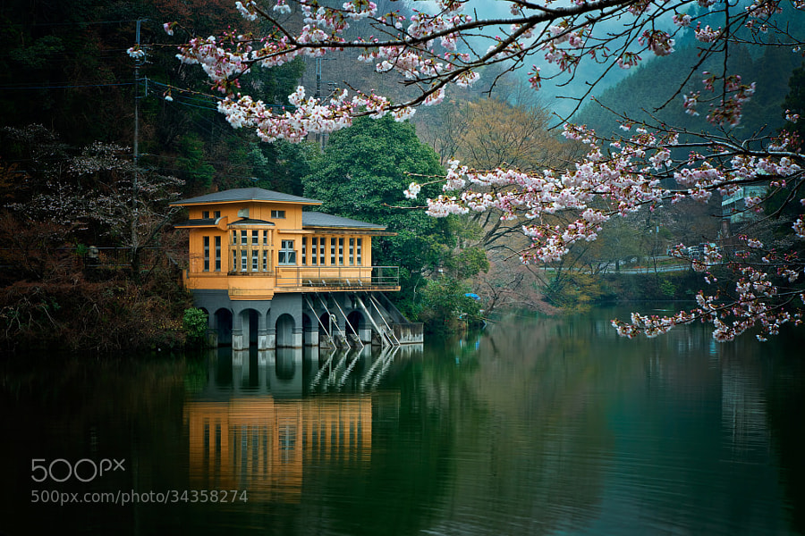 Photograph Lakeside with blossoms by MIYAMOTO Y on 500px