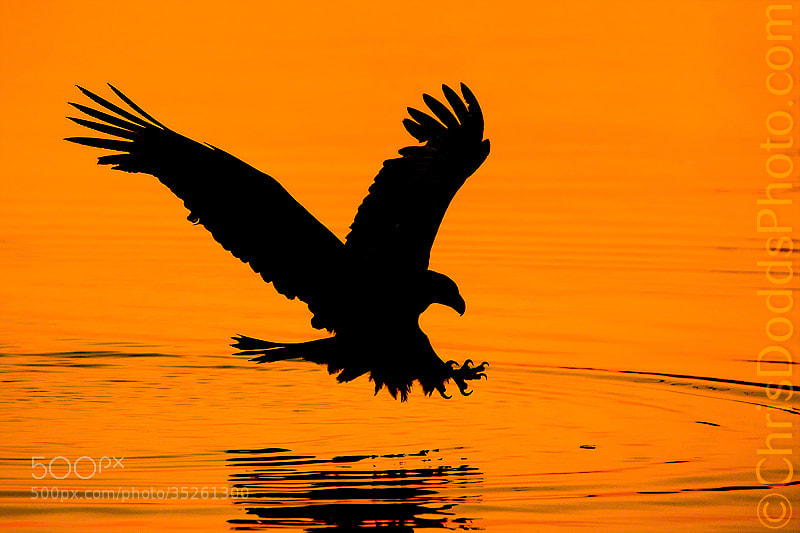 Photograph Bald Eagle Silhouette by Christopher Dodds on 500px