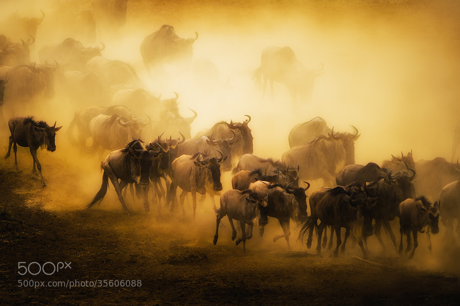 Photograph To Migrate by Mohammed Alnaser on 500px