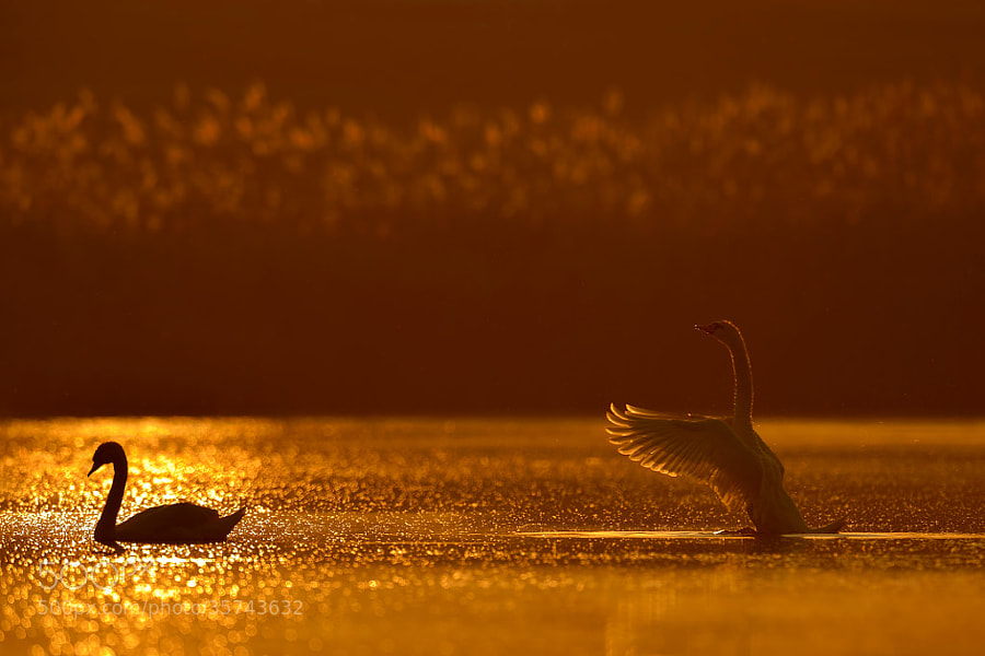 Photograph wildlife by Costas Dumitrescu on 500px