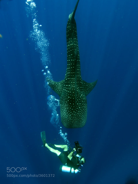 Photograph Diver and whaleshark by martin spragg on 500px