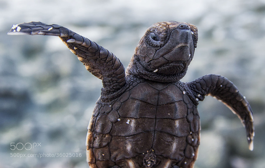 Baby Turtles - Photograph The Hawksbill by John Dickens on 500px