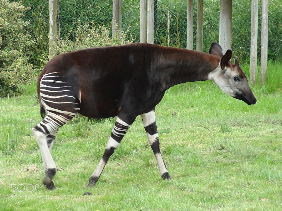 weird animals -Photograph Okapi - Cousin de la girafe by Guide-des-Loisirs on 500px