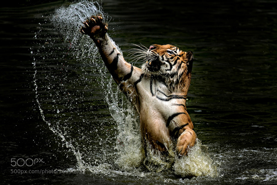 Photograph Tiger C L A W S by yudi lim on 500px
