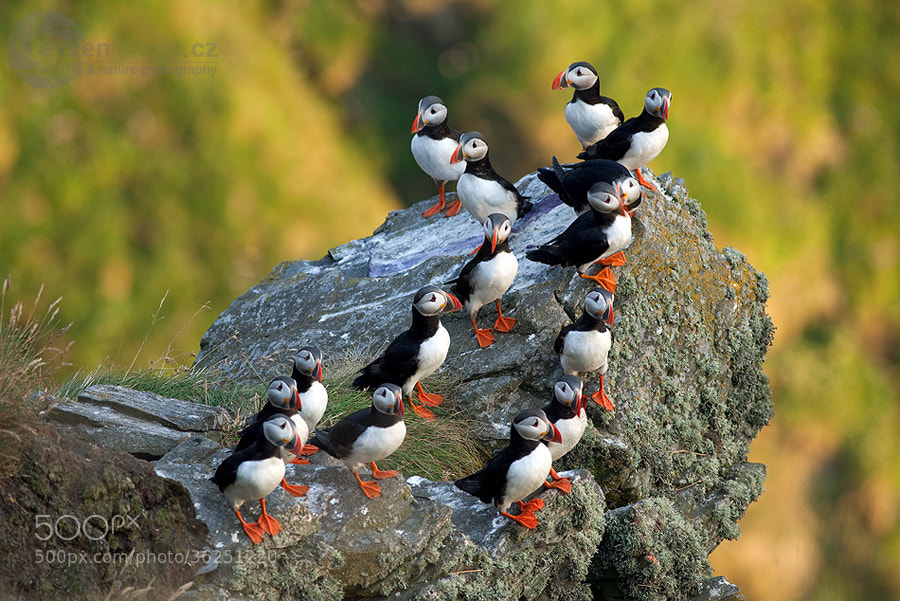 Photograph Atlantic Puffin by Evzen Takac on 500px