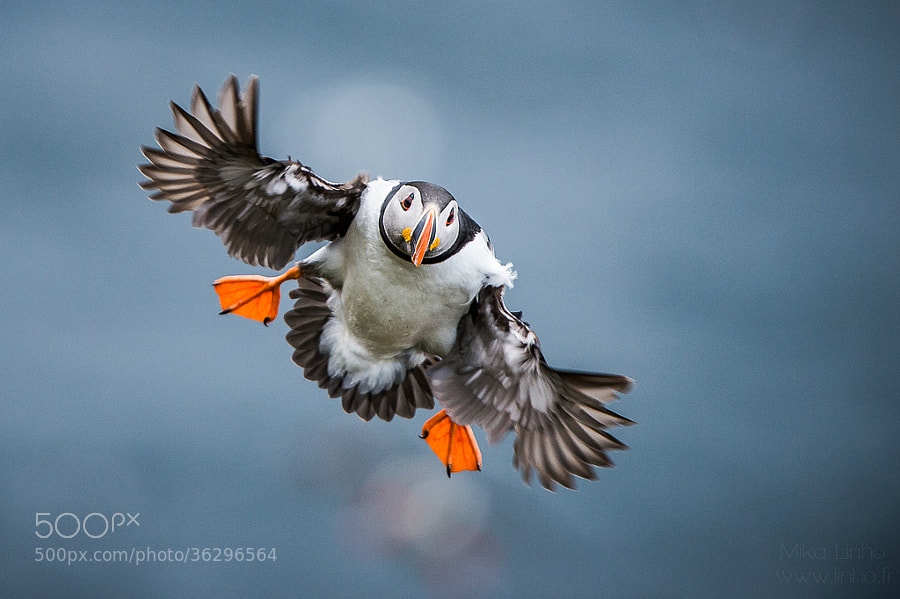 Photograph Puffin by Mika Linho on 500px