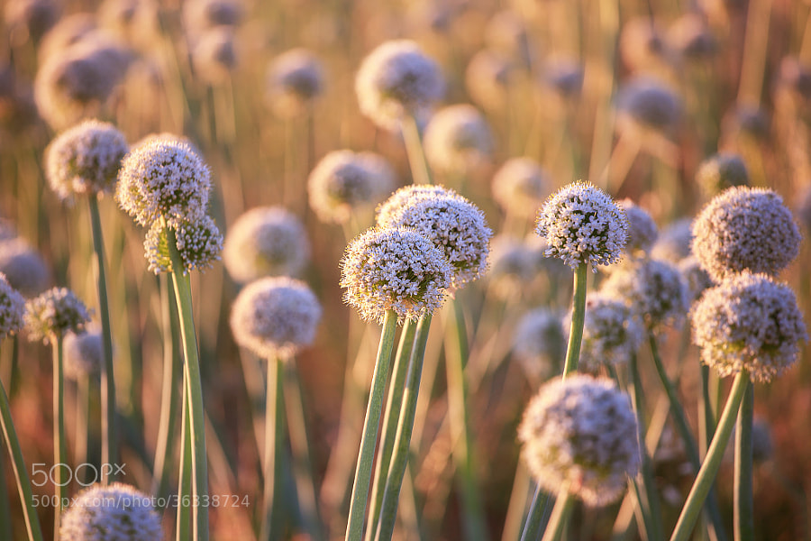 Photograph Sunkissed by Amy Covington on 500px