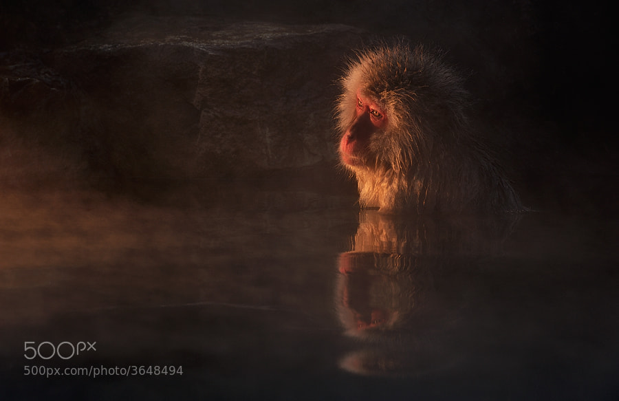 Photograph Melancholy by Marsel van Oosten on 500px