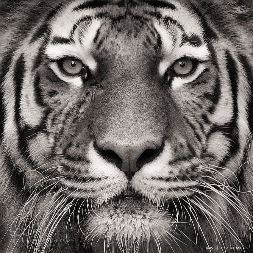 17 tiger face