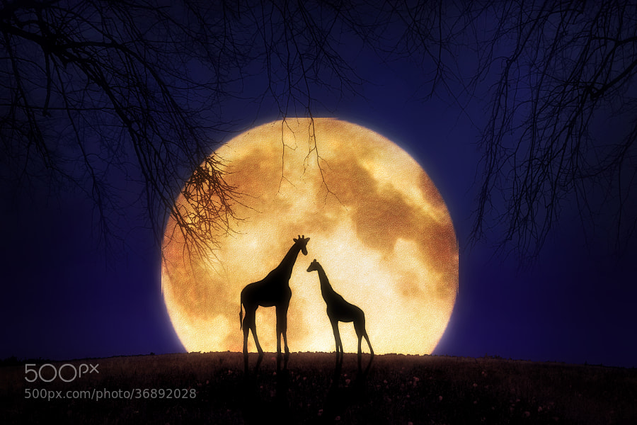 Photograph The Giraffes at Midnight by Jenny Woodward on 500px